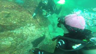 preview picture of video 'Costa Rica Diving Playa Hermosa Diving Safari's (Estudiantes  Dive Site) Scorpion Fish(Day 2)'