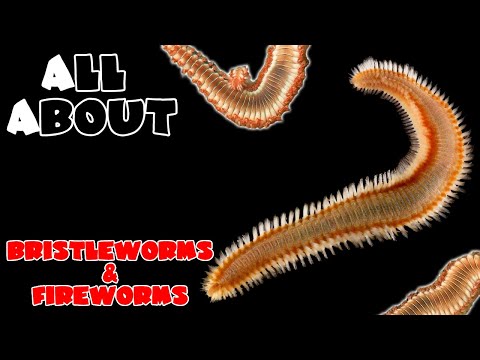 All About Bristle Worms and Fire Worms