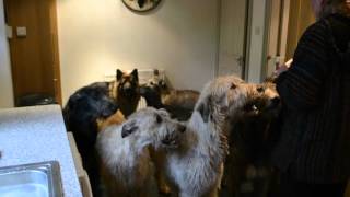 Austonley Irish Wolfhounds having treats