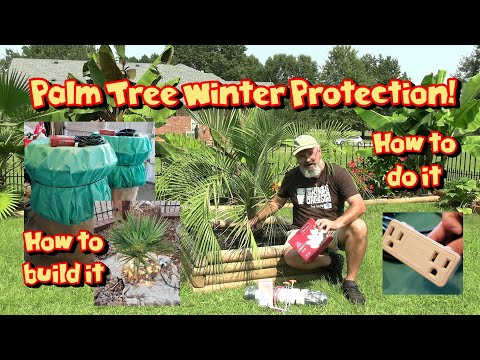 image-What palm tree can survive winter?