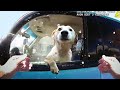 When Cops RESCUE Dogs From EVIL People