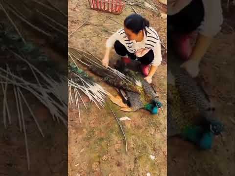 Harvest peacock feathers