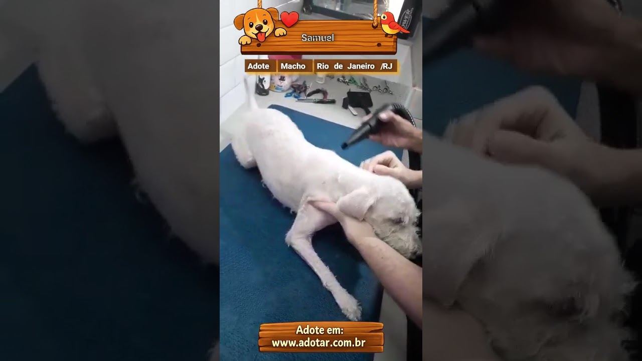 Cachorro raça SRD-ViraLata idade 6 ou mais anos nome Samuel