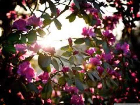 Mauri Viksten - Vapaus Kristuksessa