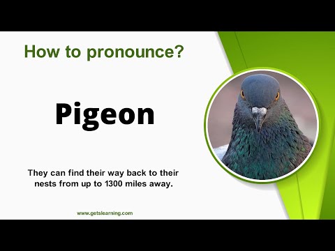 How to pronounce Pigeon in English Correctly