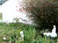 Nature Garden April 7 2007