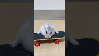 シュールハムスター　#hamsters