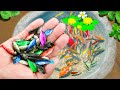 Amazing Catch Nest Aquarium Fish In Tiny Pond Arowana Koi Guppies Pencil Fish Fishing Video