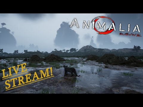 Road to Elder Stage Leopard | Animalia Survival