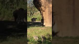 What a pack of Lions 🦁 Yikes. 😬