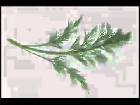 download lagu mp3 mp4 Dill Tea, download lagu Dill Tea gratis, unduh video klip Dill Tea