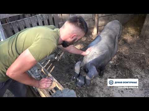 Naša priča ep. 426 26.10.2023. Đorđe Isailović, Donja Vrbava, svinjarstvo, moravka