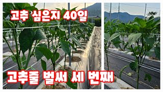 고추줄 세 번째 2023년 코레곤 스타골드 어르신만의 매는 방법 [고추재배방법]