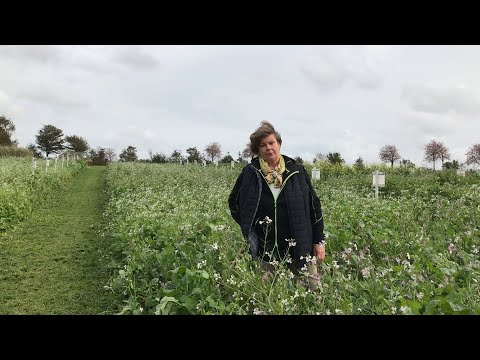 Best4Soil: Green Manures & Cover Crops – Practical Information