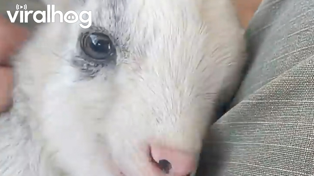 Baby Goat Loves to Snuggle || ViralHog