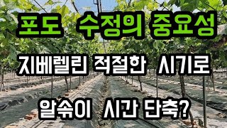 #샤인머스켓재배기술 #지베린지베렐린수정1차2차 #포도종류대형시설비가림비닐하우스농촌