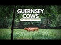 Guernsey Cows: On a small dairy farm