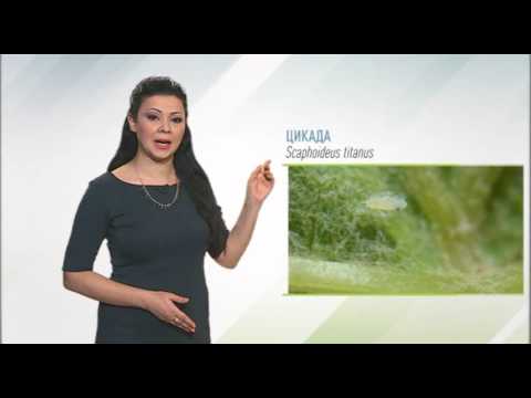 Zelena prognoza, 13.6.2016. - O cikadama u vinovoj lozi