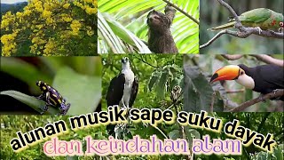 Download lagu alunan musik sape suku dayak dan keindahan alam mp3 Download lagu alunan musik sape suku dayak dan keindahan alam mp3