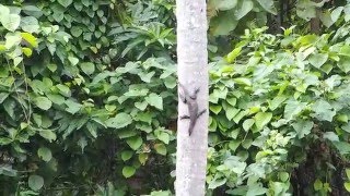 2015-08-04 Water Monitor falling from a tree, Ubud, Bali