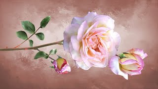 China Roses (和訳) ENYA