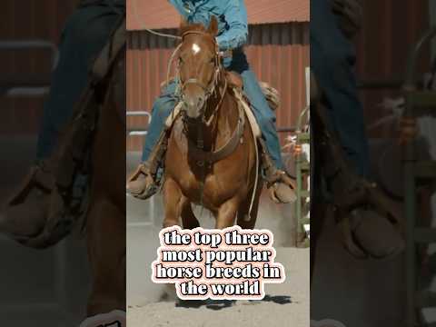 , title : 'The Top 3 Most POPULAR Horses In The World'