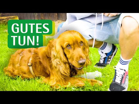 Ein Tag im Tierheim – so geht ehrenamtlich arbeiten!