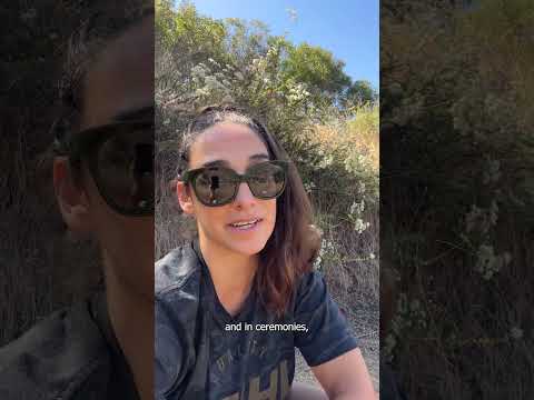 Learn About the Sacred Datura: A Beautiful and Dangerous Native Plant of California