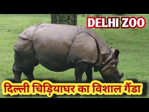 🦏विशाल गैंडा | Rhino's Glow Up 🦏| DELHI ZOO | jungle beat #viral ‎@SunriseJungleBeat