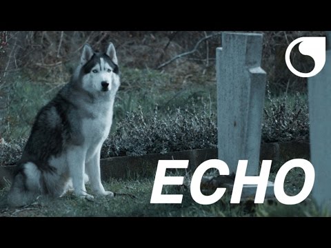 Hardwell Ft. Jonathan Mendelsohn - Echo OFFICIAL VIDEO HD