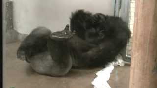 Denver Zoo Gorilla Rock A My Baby