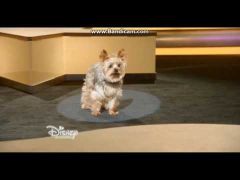 Tiny - Right Where I Belong - Pup Star