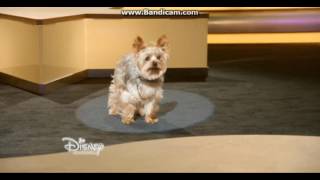 Tiny - Right Where I Belong - Pup Star