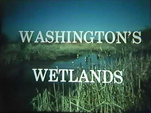 Washington's Wetlands - 1988 educational film - environment