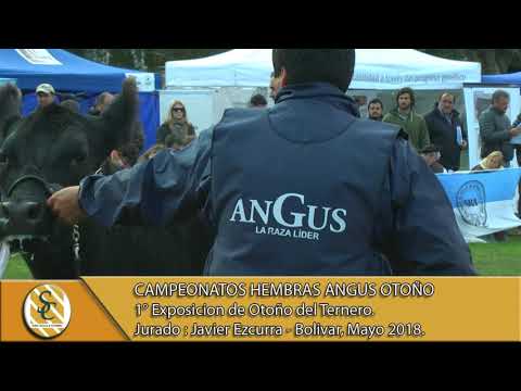 17-05-18 Campeonatos Hembras Angus Otoño - Exposición Bolivar 2018.