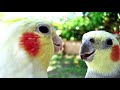DON T WORRY BE HAPPY Whistle Practice Cockatiel Bird Sings