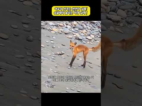 여우의 반격은 번번이 실패! 송골매의 놀라운 비행 실력！ #야생동물 #송골매 #여우