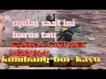 TUTORIAL CARA CEPAT MEMBASMI KUMBANG KUMBANG BOR KAYU