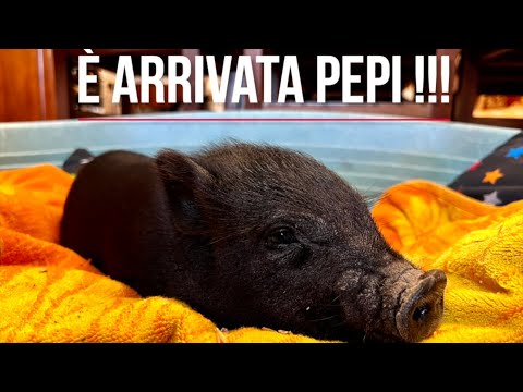 Maialino Vietnamita Nano!!! È arrivata PEPI