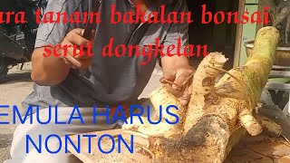 Download lagu cara tanam bakalan bonsai serut hasil dongkelan mp3 Download lagu cara tanam bakalan bonsai serut hasil dongkelan mp3