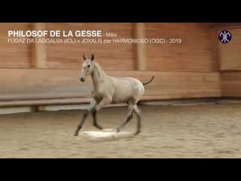 download lagu mp3 mp4 Stud Book Psl, download lagu Stud Book Psl gratis, unduh video klip Stud Book Psl