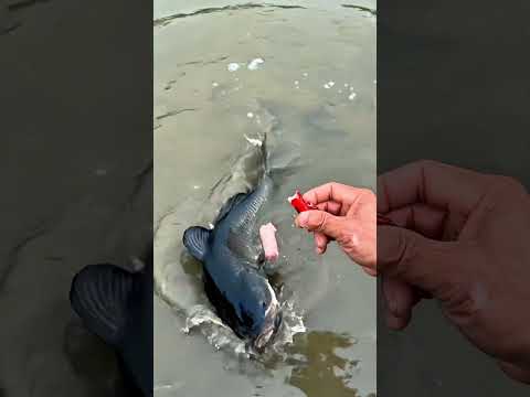 Fish Eating Sausage – Unexpected Reaction!