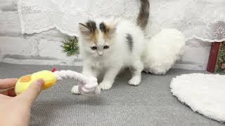 ラガマフィンの動画02