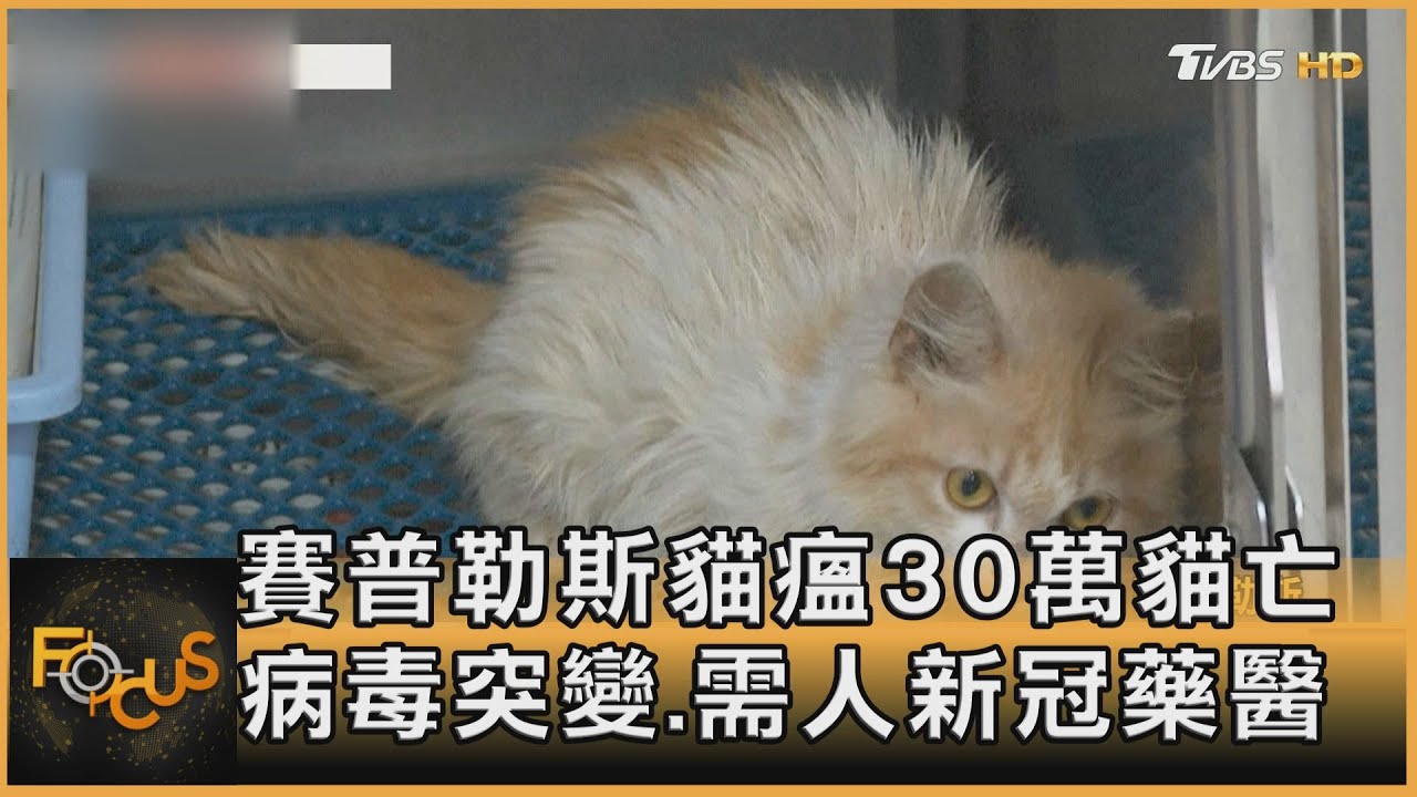 賽普勒斯貓瘟30萬貓亡 病毒突變.需人新冠藥醫