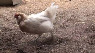 Chicken Walking And Scratching In Dirt_Animal Acres