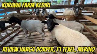Download lagu REVIEW HARGA DOMBA DORPER, F1 TEXEL, MERINO DI KURAWA FARM KEDIRI mp3 Download lagu REVIEW HARGA DOMBA DORPER, F1 TEXEL, MERINO DI KURAWA FARM KEDIRI mp3