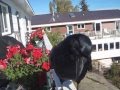 Conversation with Raymond the Raven. He has returned!!!