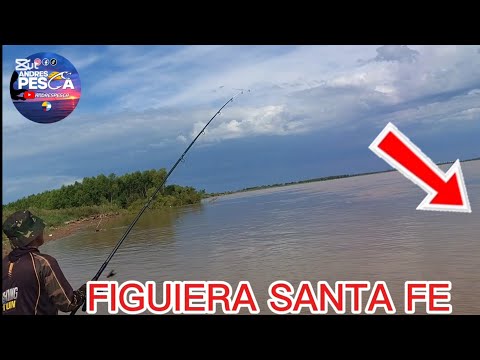 Figuiera Santa fe #viralvideo #pesca #pescasub #fishing #pescasub 