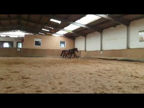 Vitalis x For Romance I Augustin 1