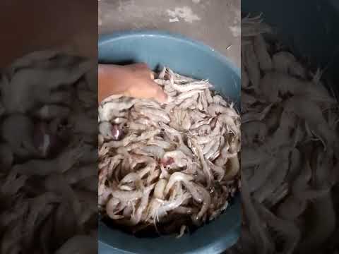 camarão de qualidade colorido da Ilha de Vera Cruz baiacu Bahia